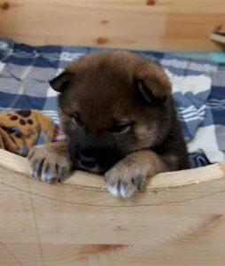 Rådgivning før man skaffer hund – hjelp til å ta riktig valg