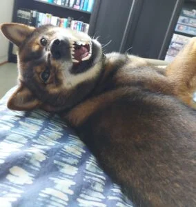 Hund under atferdskonsultasjon i Oslo