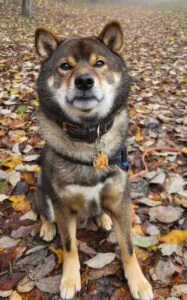 Kontakt Hundeskole Pelsnese – personlig hjelp for deg og din hund