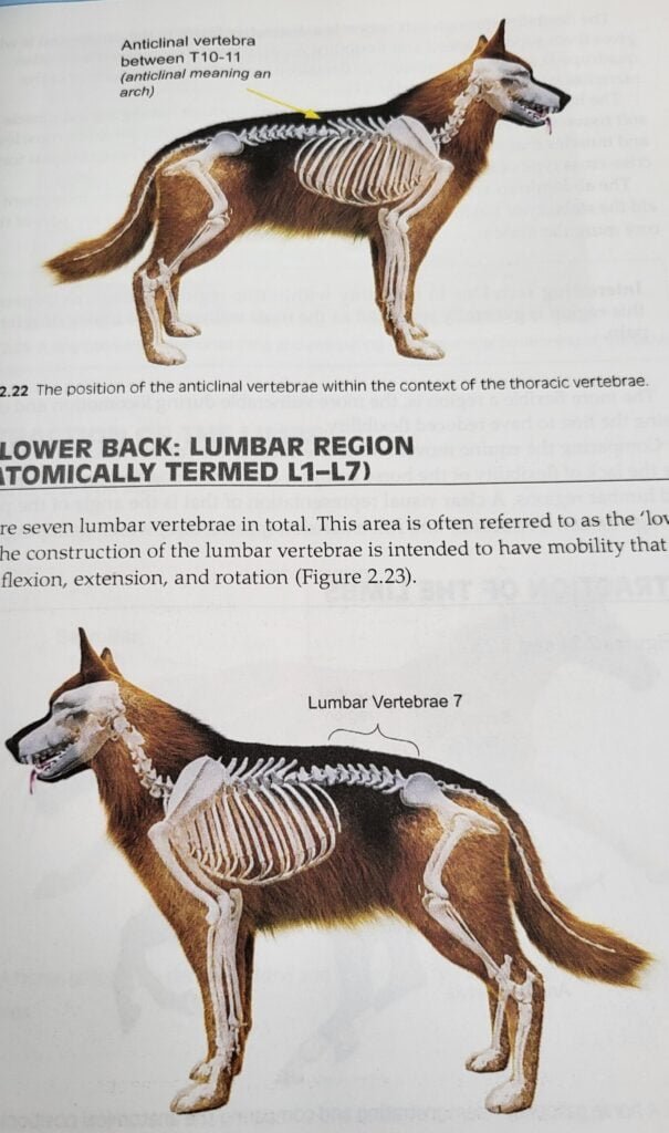 Anatomisk illustrasjon av hundens skjelett og muskulatur fra boken How to Build a Puppy