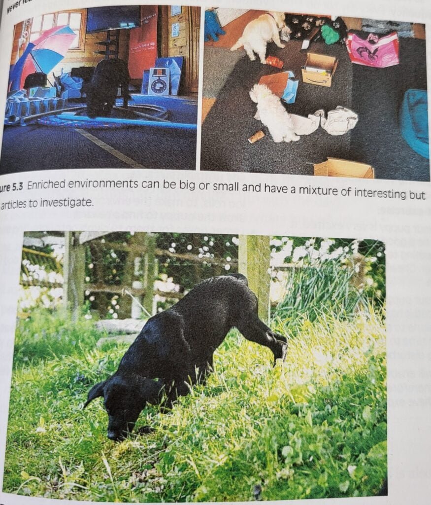 Illustration aus How to Build a Puppy über Enrichment und natürliche Erkundung bei Hunden