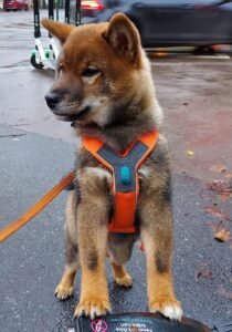 Shiba Inu valp med sele og kobbel ute