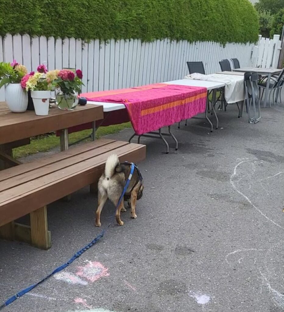 Beriket miljø for hund i urbant uteområde