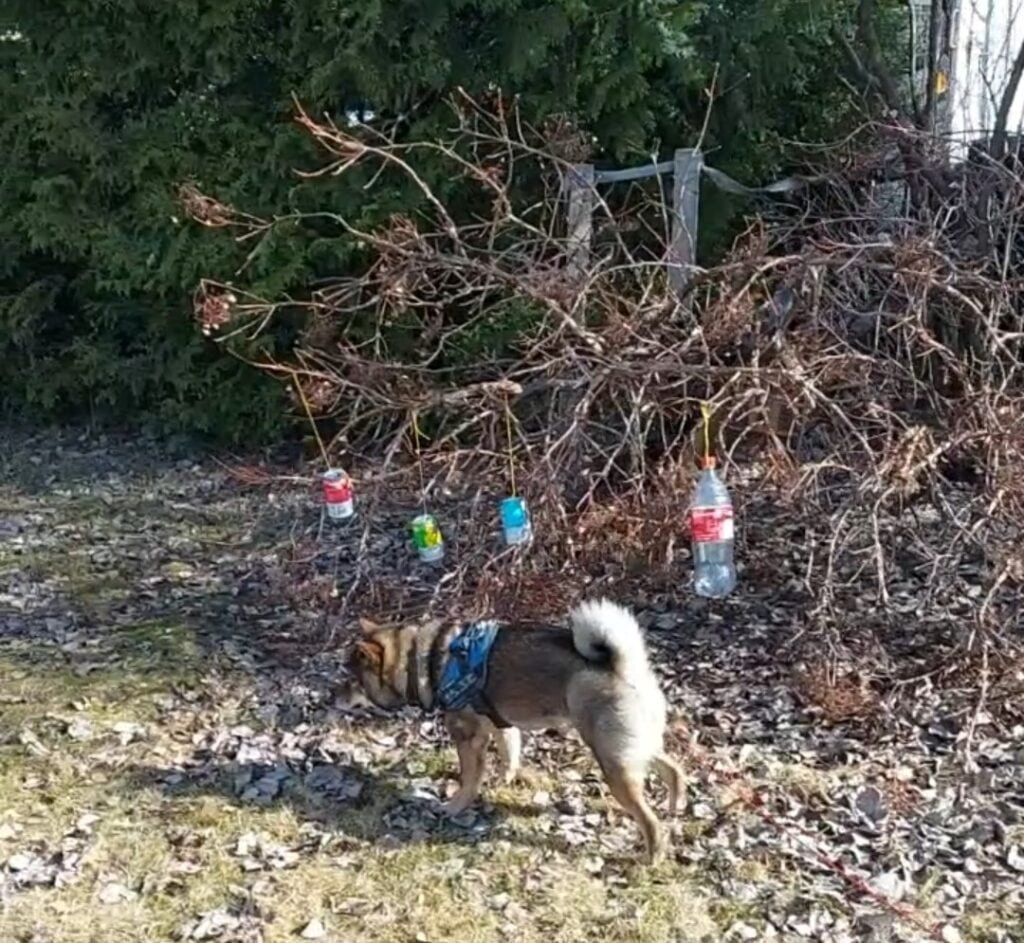Utendørs beriket miljø for hund med nye objekter og lukter