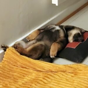 Hund som hviler avslappet på et lite underlag langs veggen