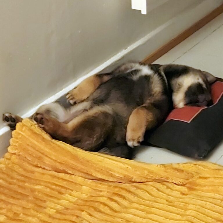 Hund som hviler avslappet på et lite underlag langs veggen