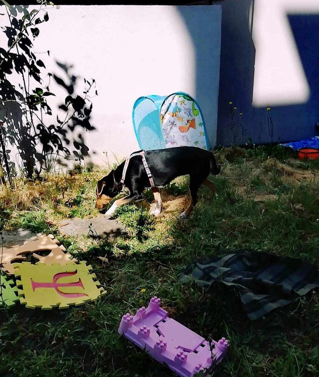 Beriket miljø for hund med ulike underlag og stimuli