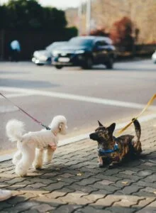 Hund trener på rolige forbipasseringer under kurs i Oslo