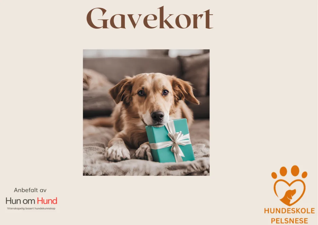 Gavekort til hundetrening – en perfekt gave for hundeeiere