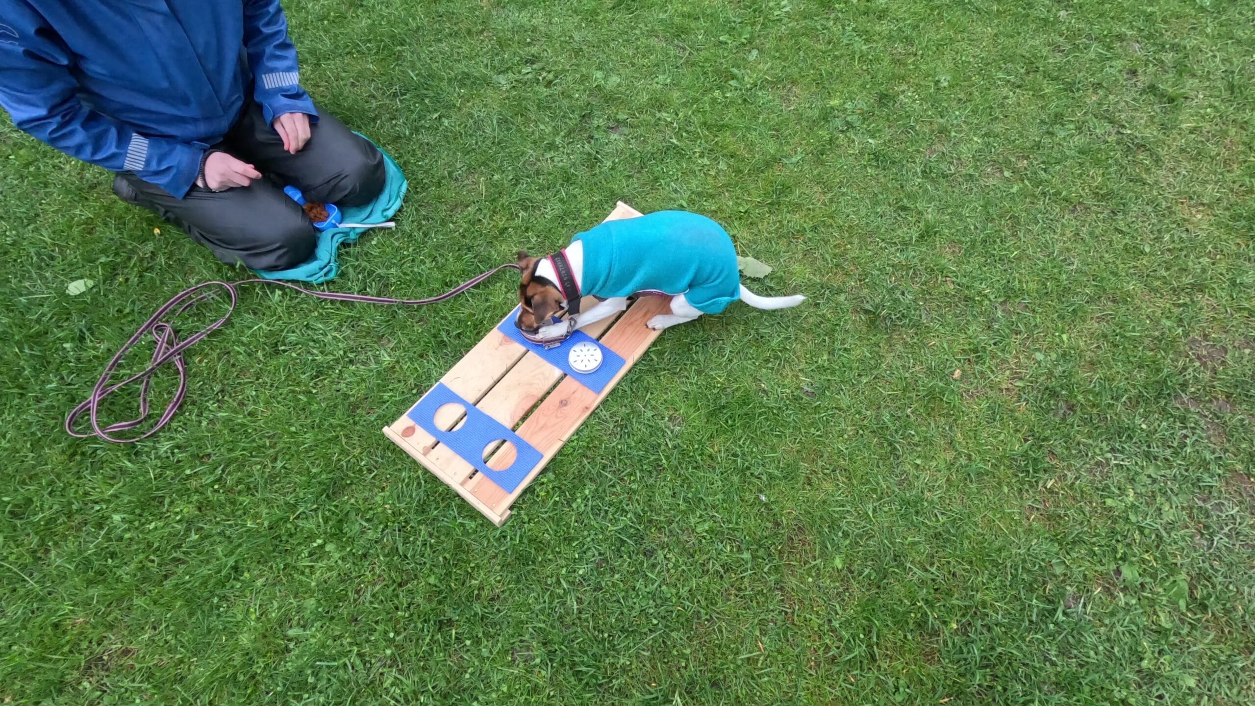 Hund i trygg og etisk hundetrening hos Hundeskole Pelsnese i Oslo