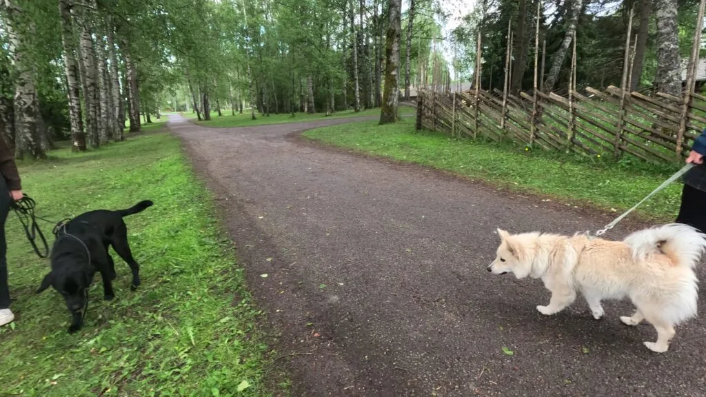 Privattime med hund og eier fokusert på samarbeid og forståelse