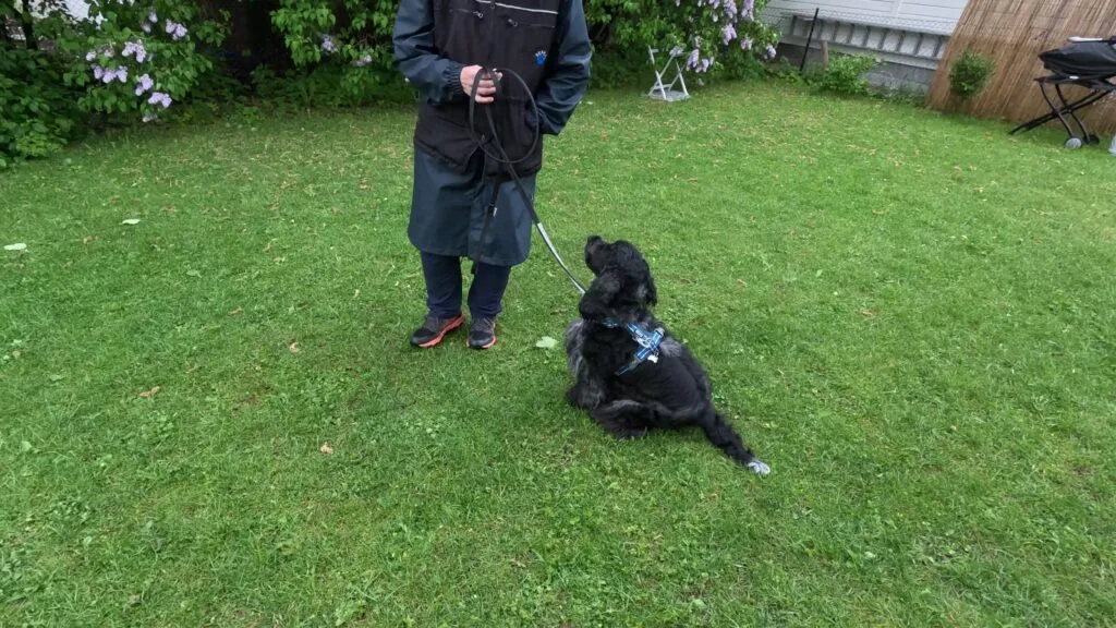 Hund får støtte i stressende situasjon under etisk trening