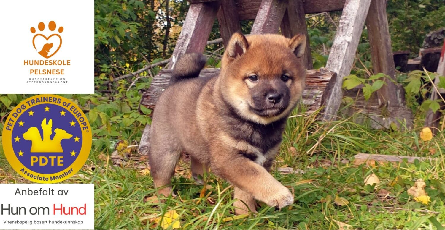 Valp foran logoene til Hundeskole Pelsnese, PDTE og Hun om Hund – en anbefalt hundeskole i Oslo