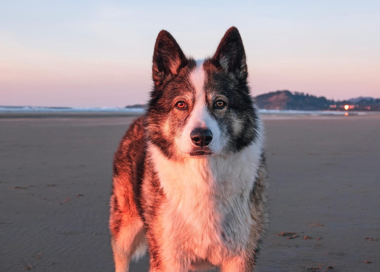 Hund som står stille og observerer – når smerte kan påvirke atferd