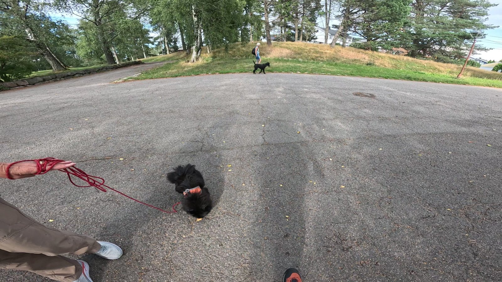 Hund i bånd med god avstand til andre – behov for plass og trygghet