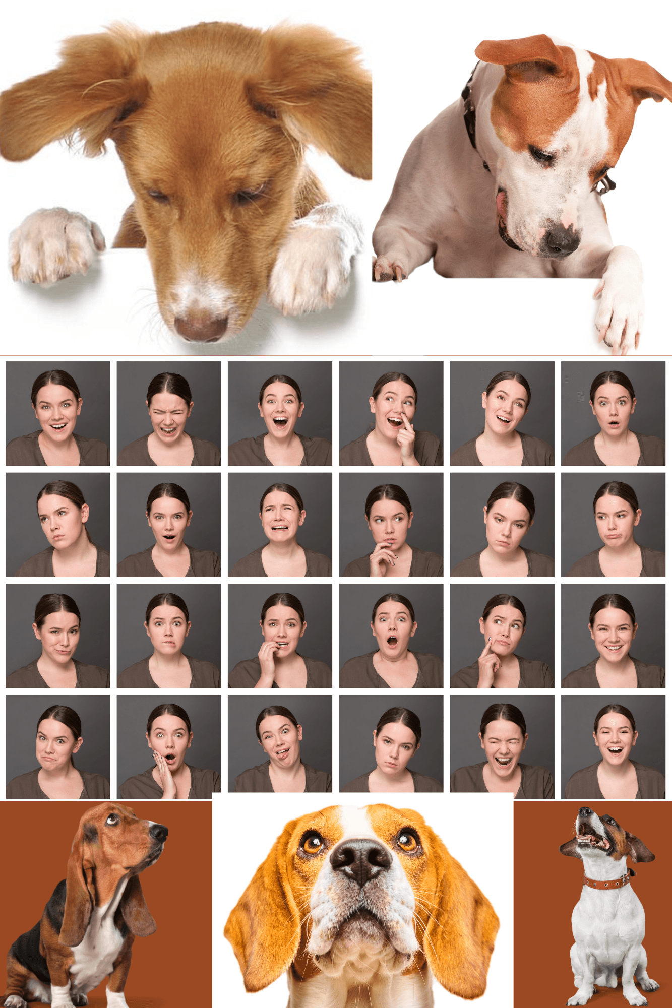 Hund som reagerer på menneskelige følelser og kroppsspråk