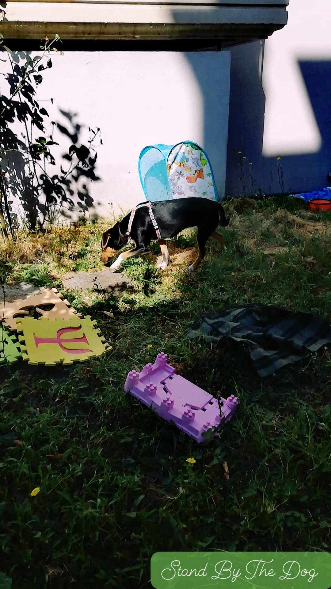 Hund utforsker miljø med leker og ulike underlag – miljøberikelse