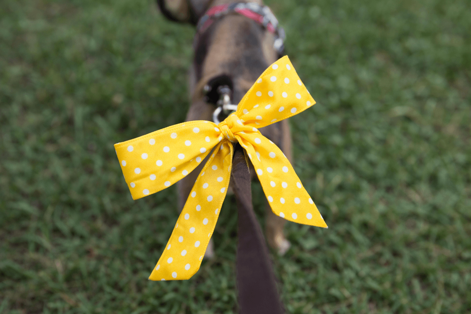 Gul markering på hund signaliserer behov for avstand
