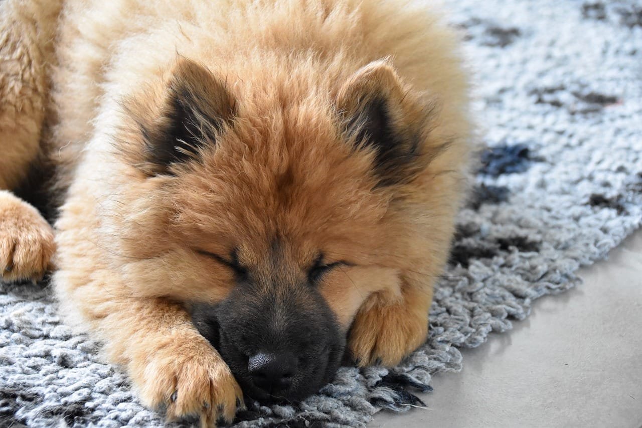 Hund som ligger rolig ved siden av eieren sin