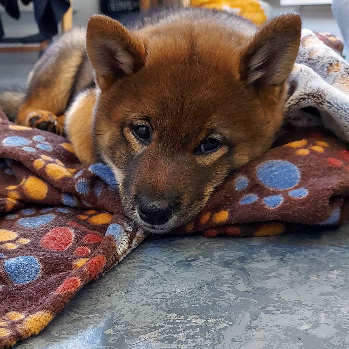 Hund ligger i seng og hviler – ulike soveplasser for hund