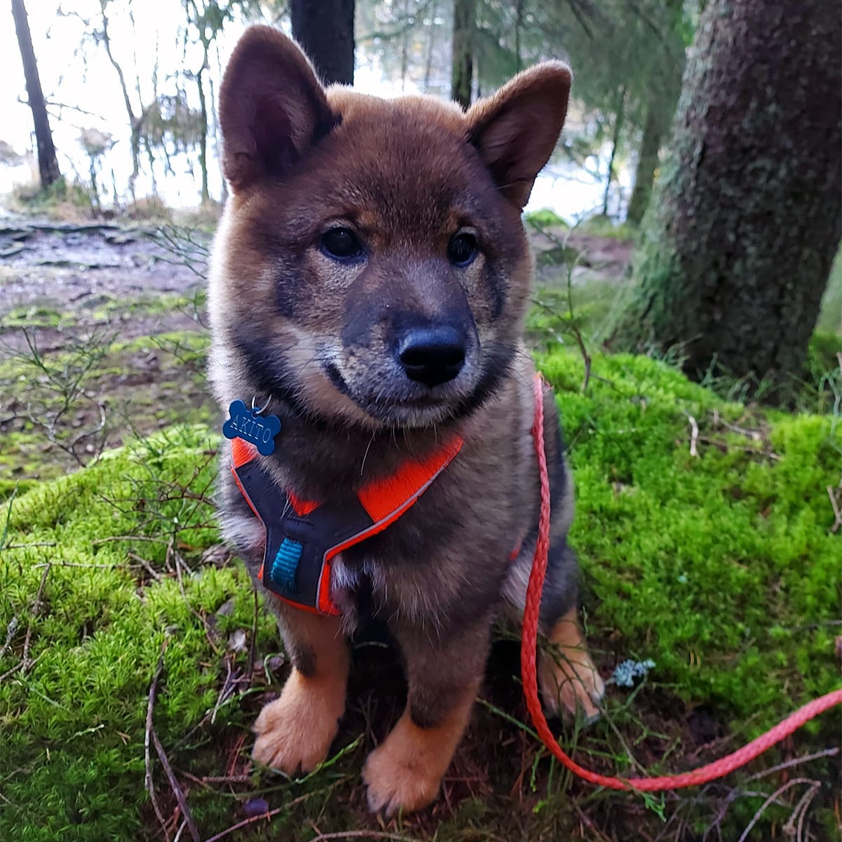 Valp sitter ute i naturen – tema om vanlige feil ved valp